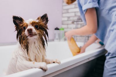 Pet Grooming and Pet Sitting Insurance in Scottsdale, AZ by Neate Dupey Insurance Group