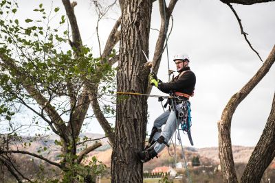 Tree Trimming Insurance in Scottsdale, AZ by Neate Dupey Insurance Group